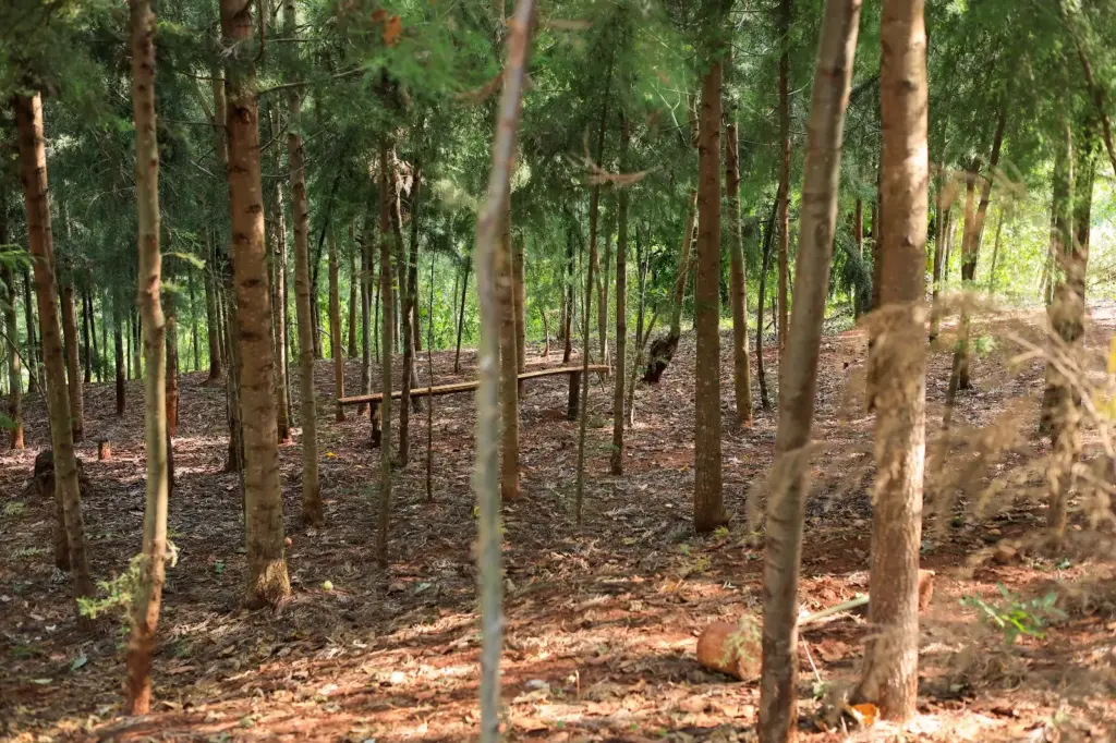 Zenith Adventure Park