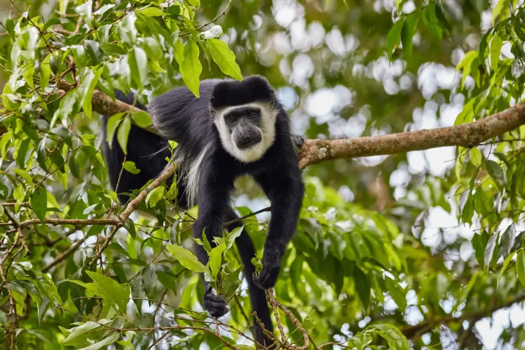 colobus-monkey-in-a-tree-Kakamega-Forest-National-Reserve.webp