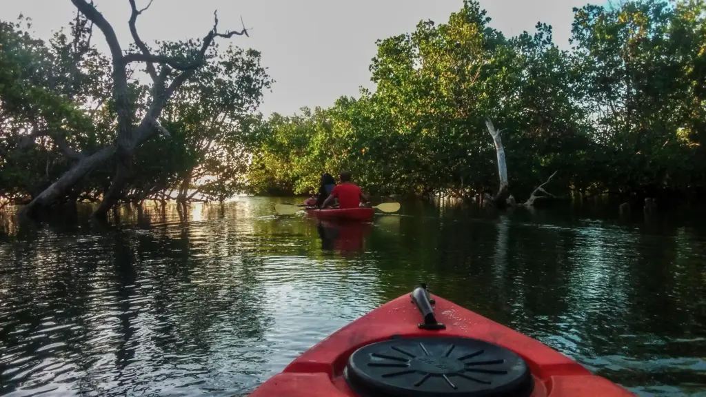Explore the mangroves by sea kayak.