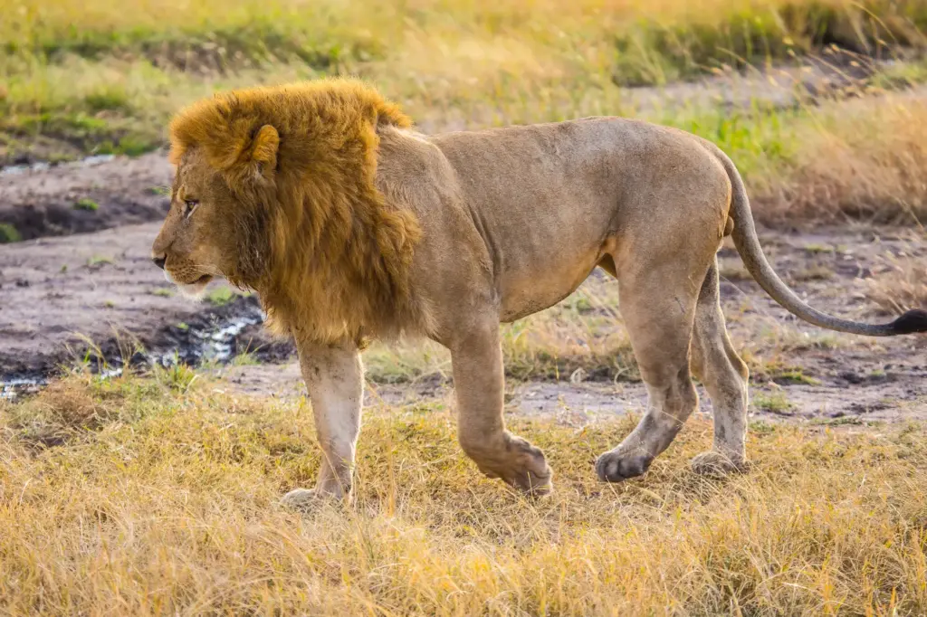 A majestic lion rests in the wild, a symbol of Kenya’s iconic Big Five