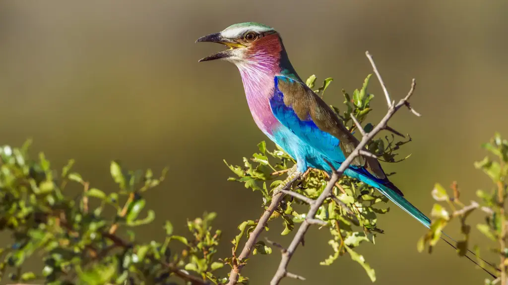 A vibrant lilac-breasted roller perched in the wild, one of Kenya’s most colorful and iconic birds