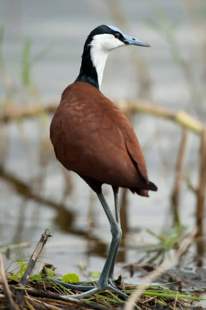 African jacana - Saiwa Swamp National Park