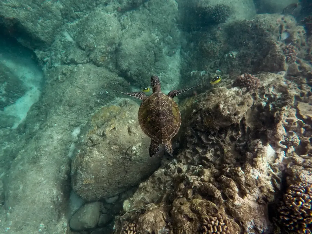 Beautiful Closeup Shot of a Large Turtle Swimming Underwater in the Ocean - Kisite Mpunguti Marine Park & Reserve