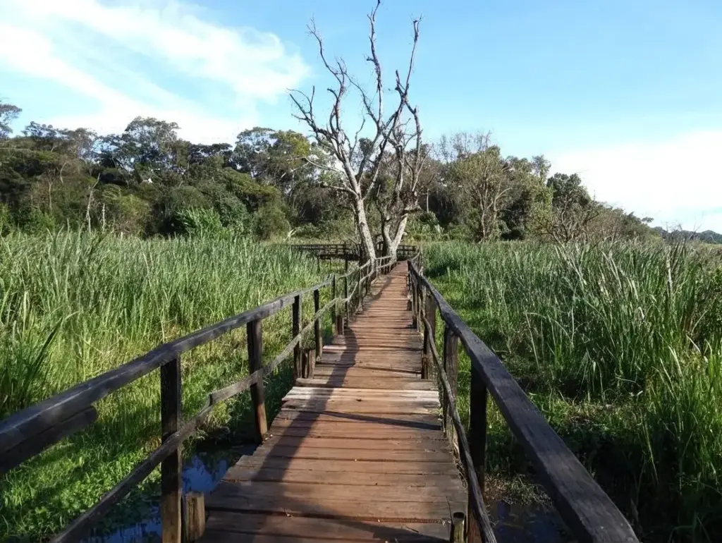 Elevated Wooden Boardwalk - Saiwa Swamp National Park