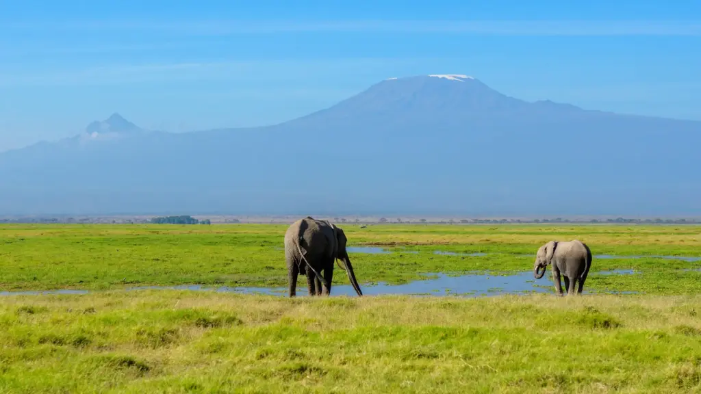 Elephants in Amboseli National Park with Mount Kilimanjaro in the background