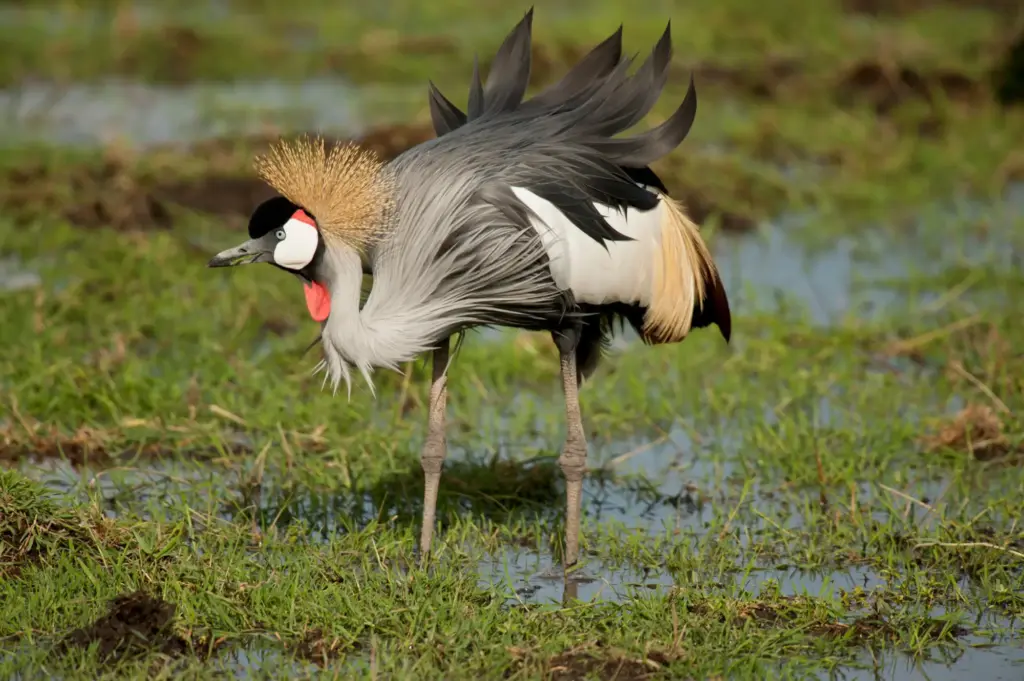 Grey crowned crane - Saiwa Swamp National Park