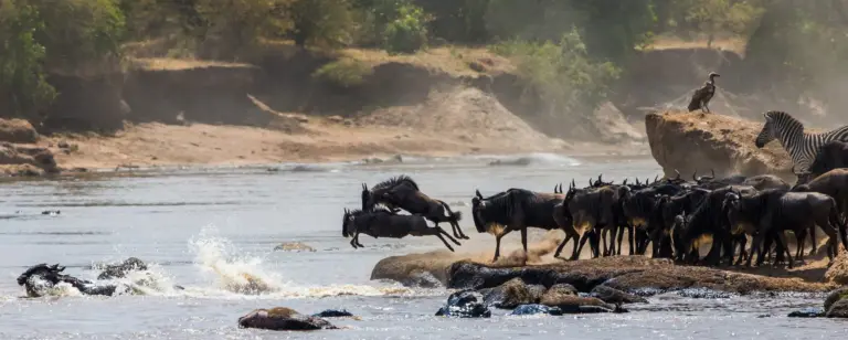 Wildebeest jumping into mara river. Great migration - Interesting Facts About Kenya