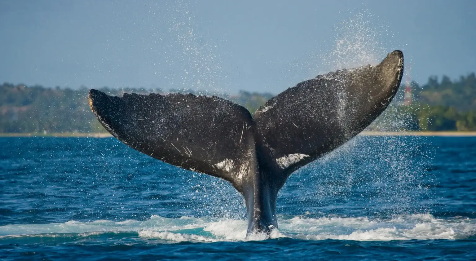 Tail of the humpback whale - Kisite Mpunguti Marine Park & Reserve