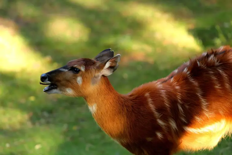 Sitatunga Antelope - Saiwa Swamp National Park