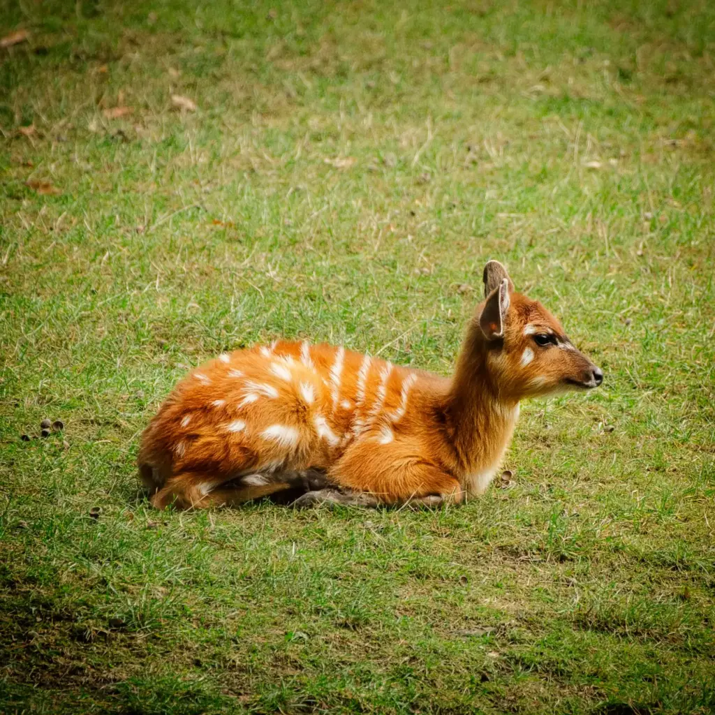 Young female sitatunga antelope lying on the green grass - Saiwa Swamp National Park