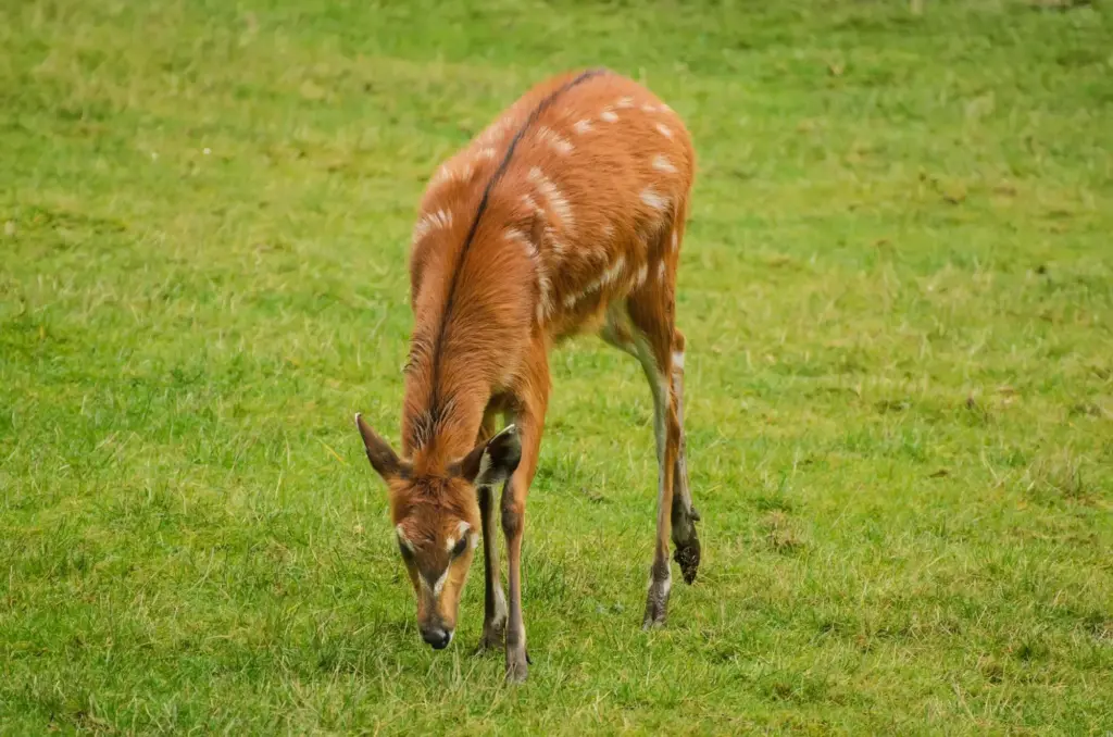 Young female sitatunga antelope grazing on the green grass - Saiwa Swamp National Park