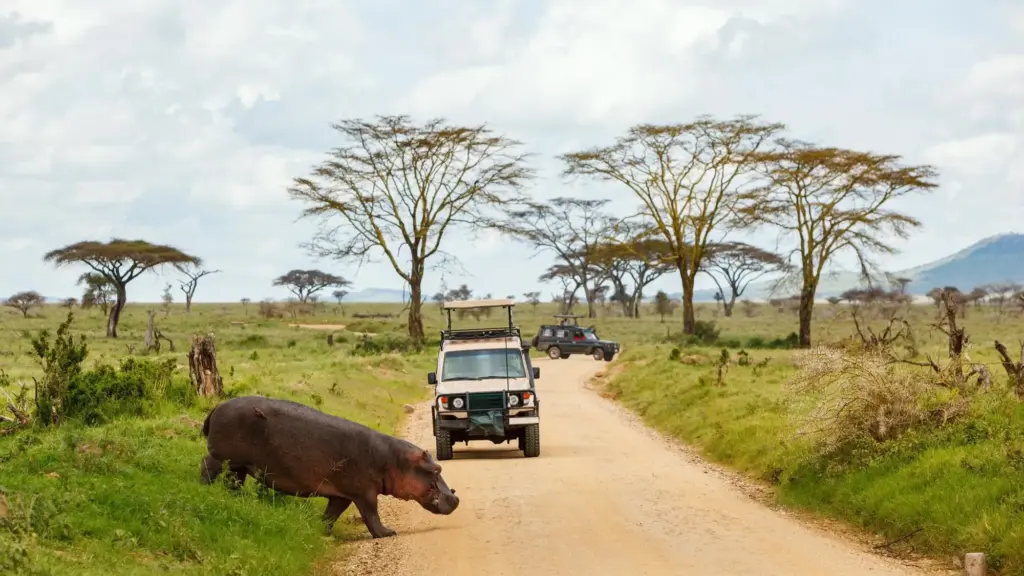 A glimpse of Kenya’s savannah landscapes, where open plains and acacia trees define the horizon.