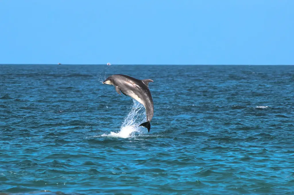 Kisite Mpunguti Marine Park & Reserve