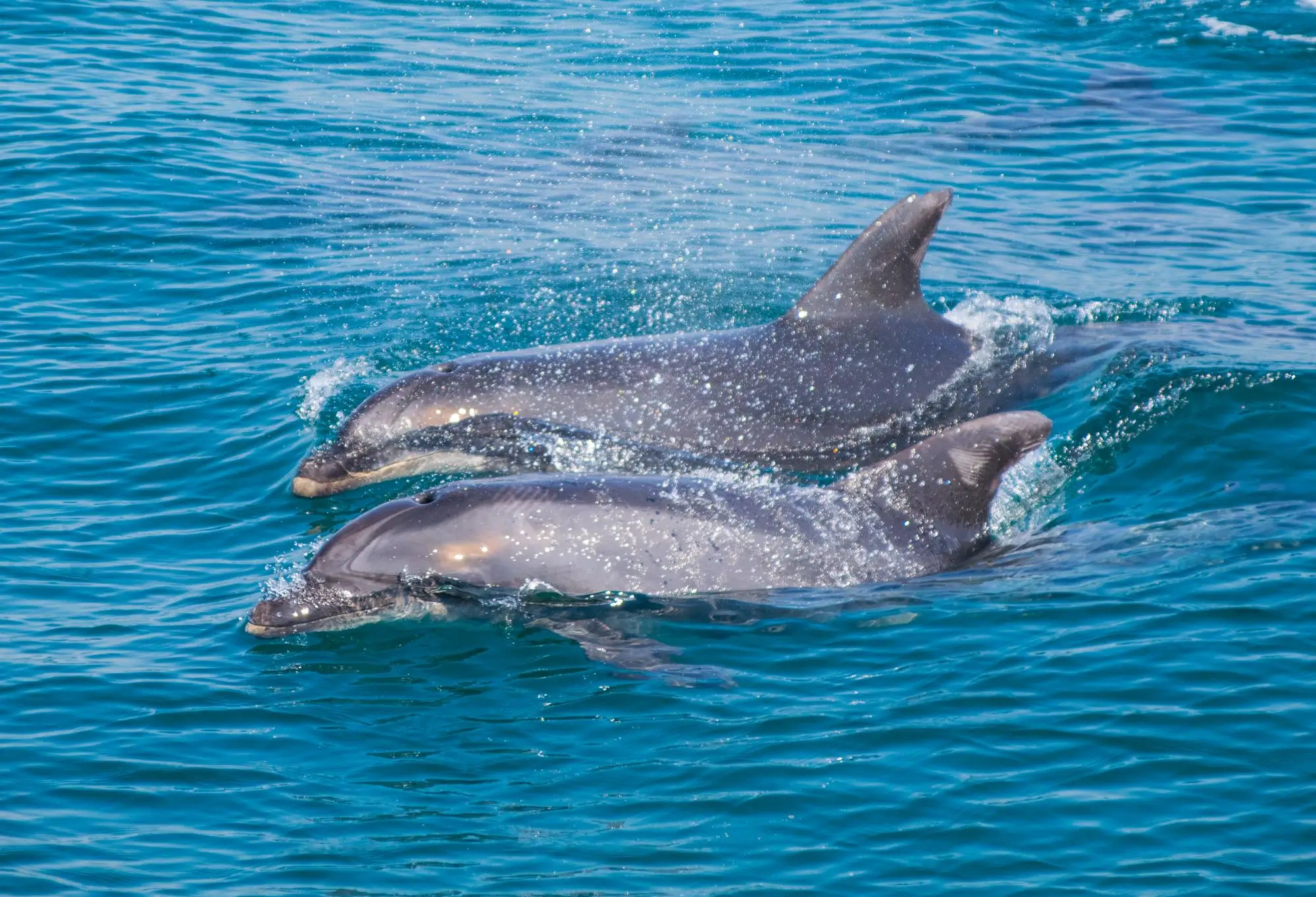 View of Bottlenose Dolphins in the Ocean - Kisite Mpunguti Marine Park & Reserve