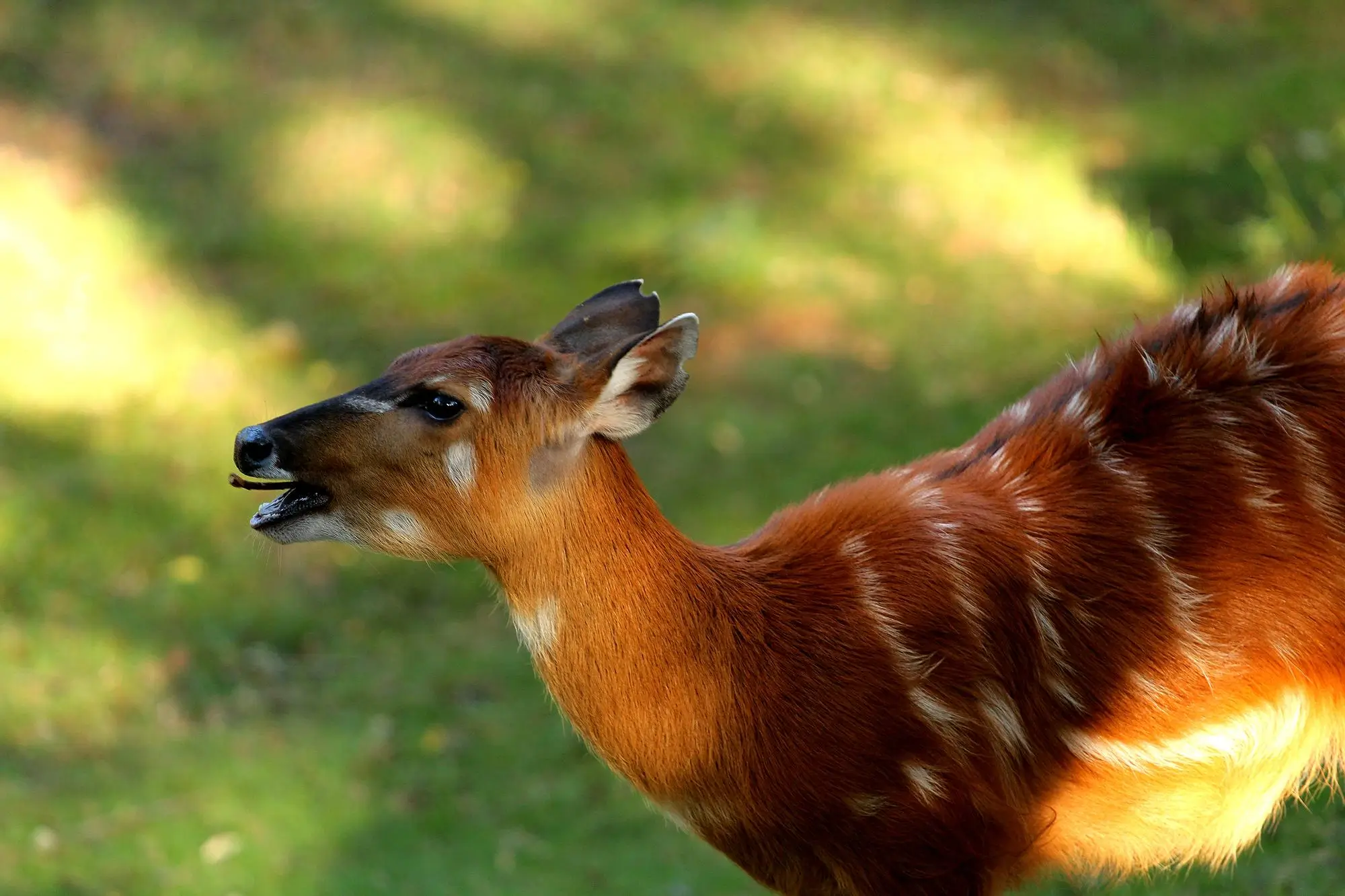 Sitatunga Antelope - Saiwa Swamp National Park