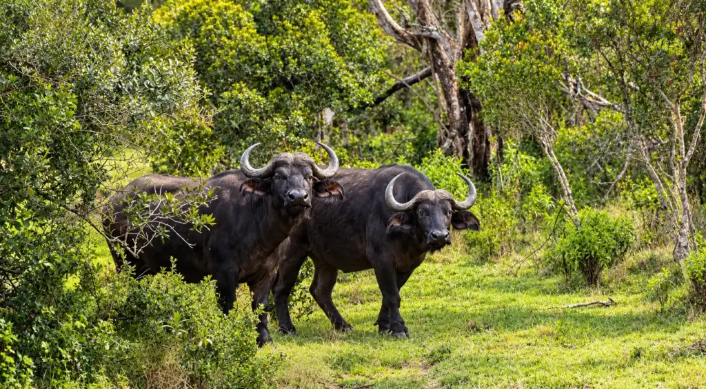 Two African buffalo standing in a green woodland clearing at Ngare Ndare Forest, Kenya.
