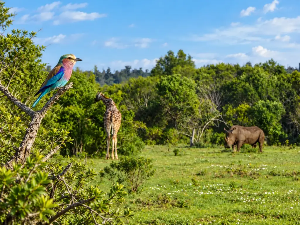 Lilac-breasted roller perched on a branch overlooking a giraffe and rhinoceros in a green clearing.
