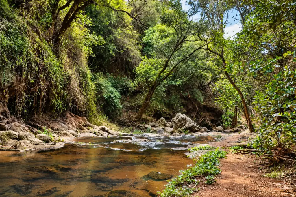 Shallow stream flowing over rocks through dense indigenous woodland at Ngare Ndare Forest, Kenya.
