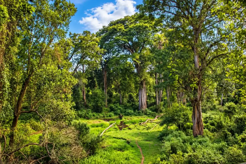 Narrow trail winding through lush green vegetation and tall indigenous trees at Ngare Ndare Forest, Kenya.